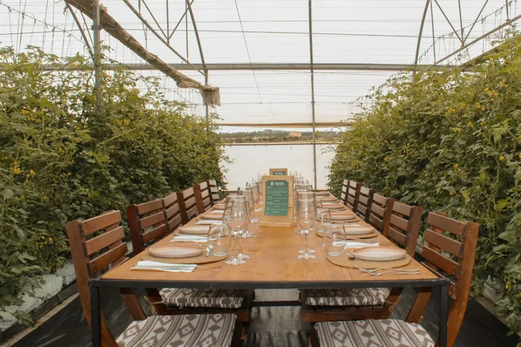 A long table set up inside a greenhouse among the tomato plants